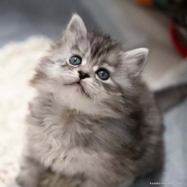 サイベリアンの子猫 シルバー��ビー トリプルコート 男の子・個体番号2601-01855