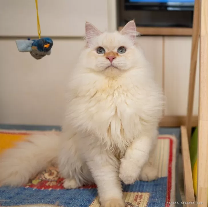 サイベリアンの子猫 レッドリンクスポイント トリプルコート 男の子・個体番号2509-01027
