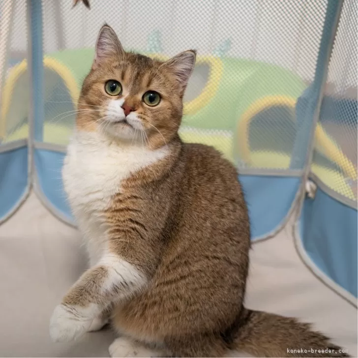 ブリティッシュショートヘアの子猫 ゴールデンシェーデッド＆ホワイト 女の子・個体番号2509-00562