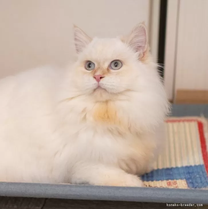 サイベリアンの子猫 レッドリンクスポイント 男の子・個体番号2509-01171