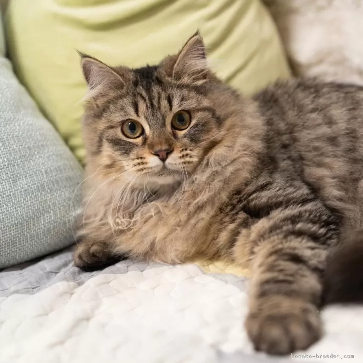 サイベリアンの子猫 ブラウンタビー トリプルコート 女の子・個体番号2510-01286