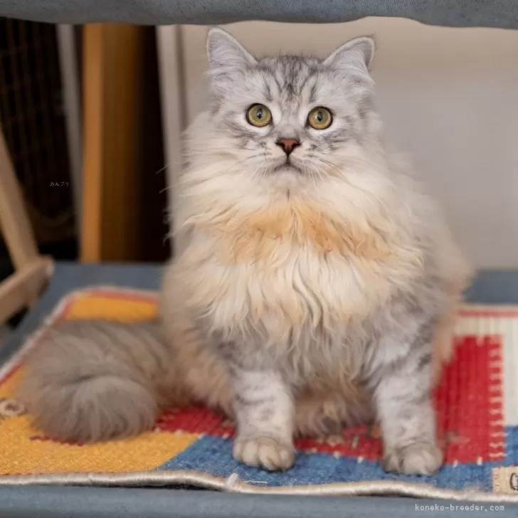 サイベリアンの子猫 シルバーシェーデッド 男の子・個体番号2508-00310