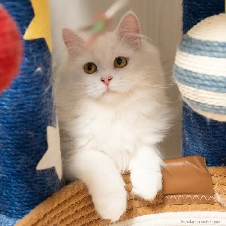 サイベリアンの子猫 ホワイト 女の子・個体番号2511-00143