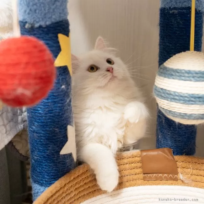 サイベリアン ホワイト 写真2