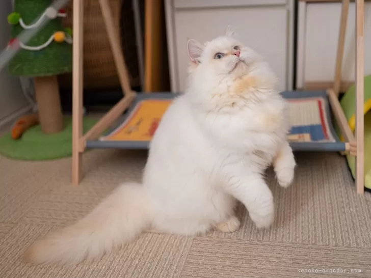 サイベリアン レッドリンクスポイント 写真5