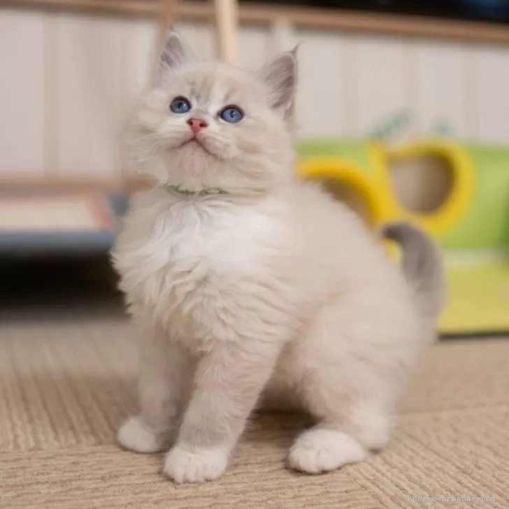 サイベリアンの子猫 ブルーリンクスポイント ネヴァマスカレード 男の子・個体番号2602-00625