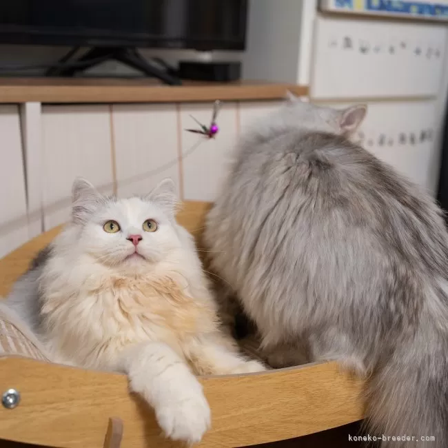サイベリアン シルバー&ホワイト（トリプルコート） 写真2
