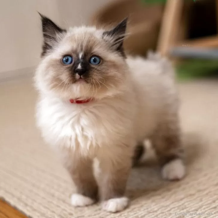 サイベリアンの子猫 ブルーリンクスポイント ネヴァマスカレード 女の子・個体番号2601-00912