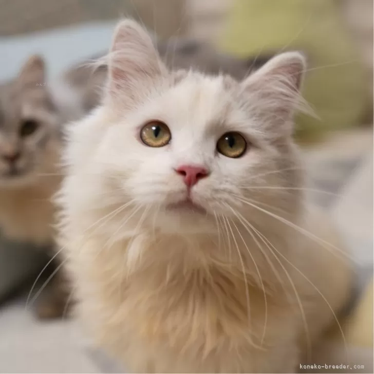 サイベリアンの子猫 シルバー＆ホワイト トリプルコート 男の子・個体番号2508-02468