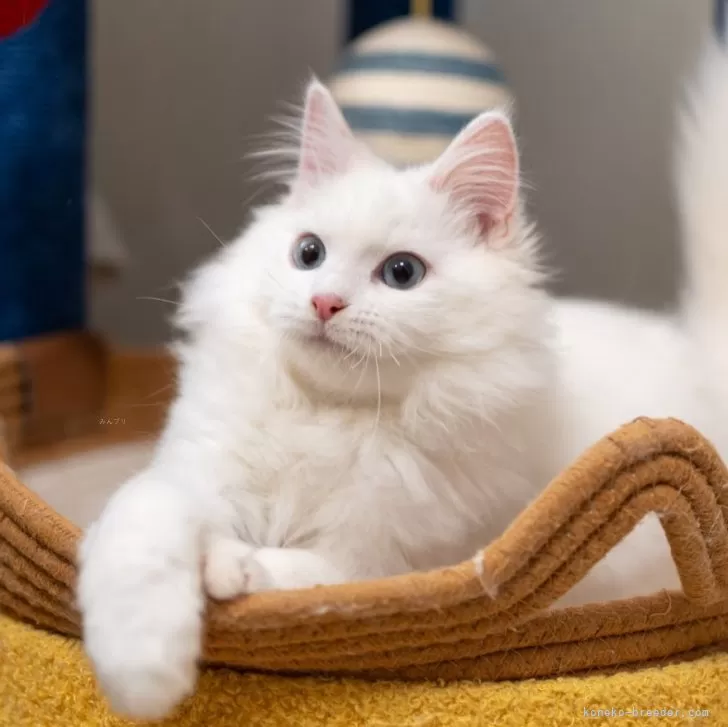 サイベリアンの子猫 ホワイト トリプルコート 男の子・個体番号2511-01887
