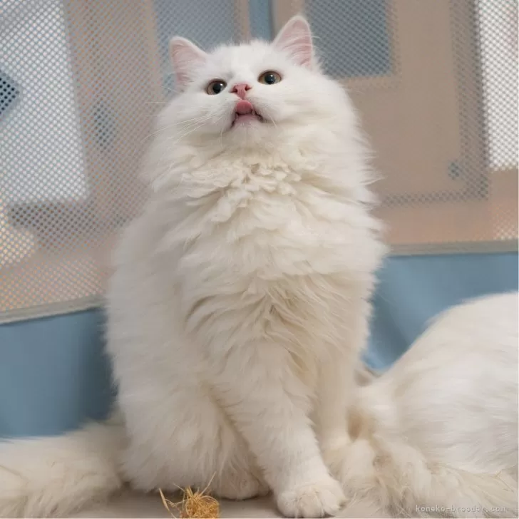 サイベリアンの子猫 ホワイト 男の子・個体番号2511-00142