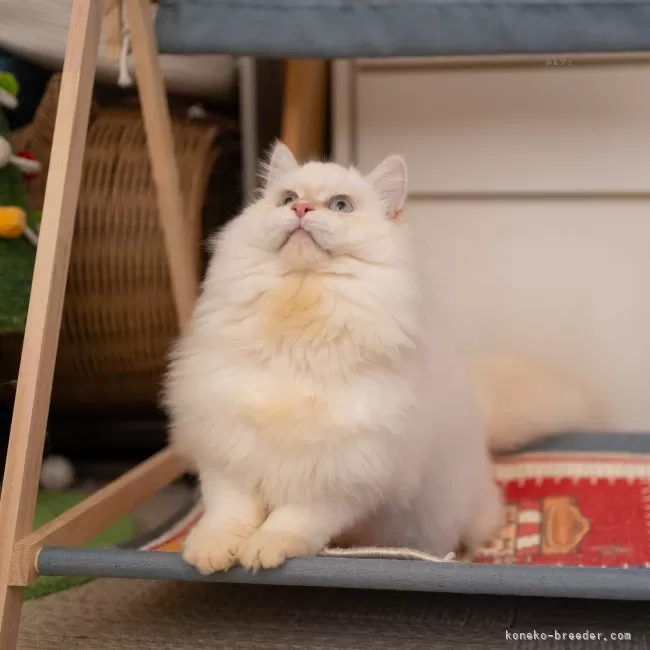 サイベリアン レッドリンクスポイント 写真2