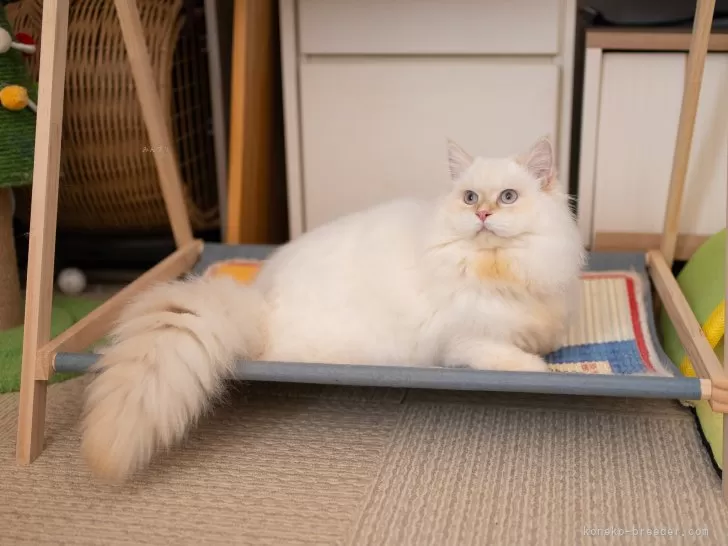 サイベリアン レッドリンクスポイント 写真4