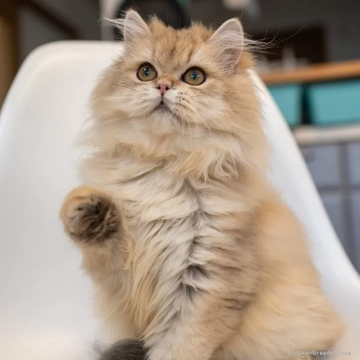 ブリティッシュショートヘアの子猫 ゴールデンシェーデッド 女の子・個体番号2508-03366
