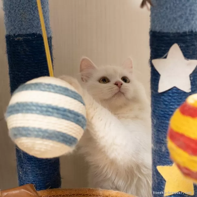 サイベリアン ホワイト 写真5