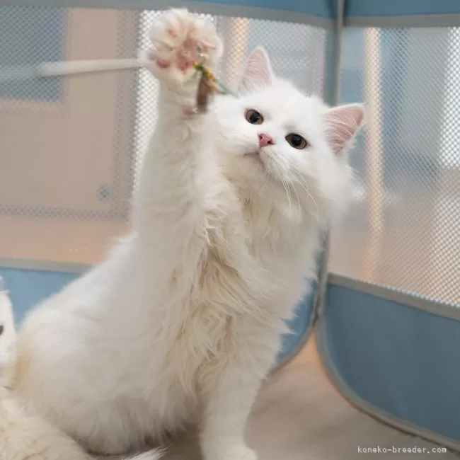 サイベリアン ホワイト 写真5