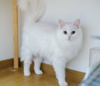 圆圆ちゃん