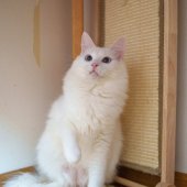 大蓝ちゃん