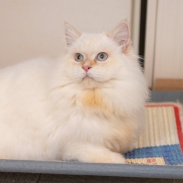 サイベリアンの子猫 レッドリンクスポイント 男の子・個体番号2509-01171