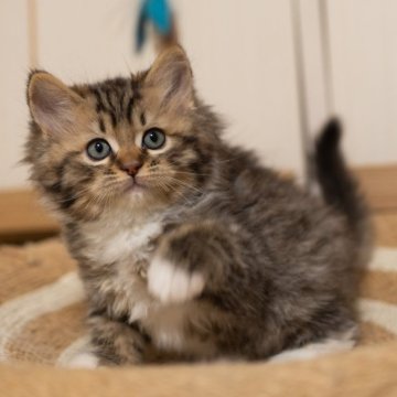 サイベリアンの子猫 ブラウンタビー トリプルコート 男の子・個体番号2511-02287
