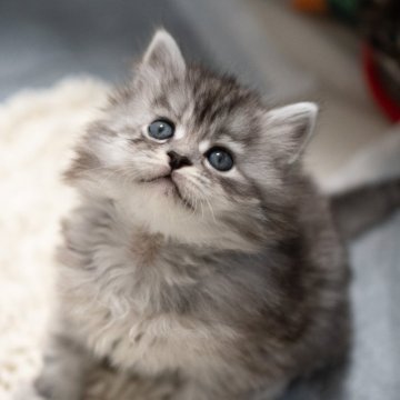 サイベリアンの子猫 シルバータビー トリプルコート 男の子・個体番号2601-01855