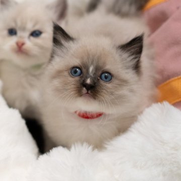 サイベリアンの子猫 ブルーリンクスポイント ネヴァマスカレード 女の子・個体番号2601-00912