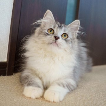 サイベリアン♀ ブラウンタビー