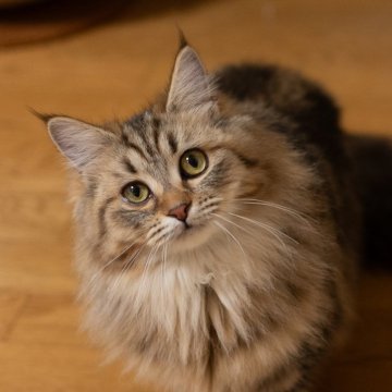 サイベリアン♀ ブラウンタビー