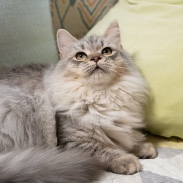 サイベリアンの子猫 シルバータビー 女の子・個体番号2509-02086