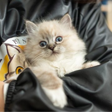 サイベリアンの子猫 ブルーリンクスポイント ネヴァマスカレード 女の子・個体番号2601-00909