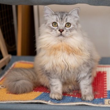 サイベリアンの子猫 シルバーシェーデッド 男の子・個体番号2508-00310