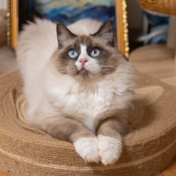卒業猫 ラグドール シールポイントバイカラー