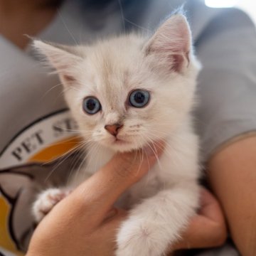 ブリティッシュショートヘア♀ ホワイト
